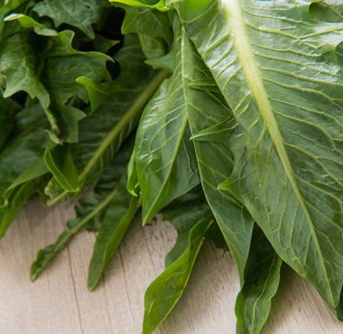 What is Chicory?| Health & Nutritional Benefits of Chicory.